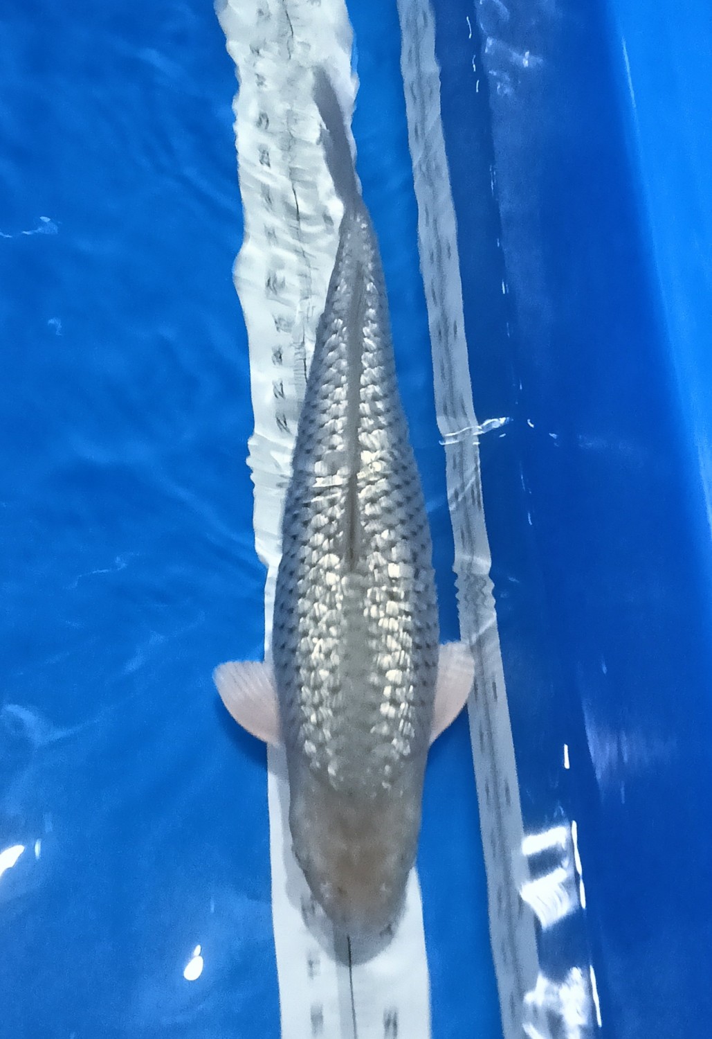 Juara 2
