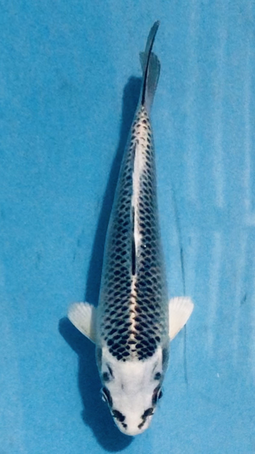 Juara 2