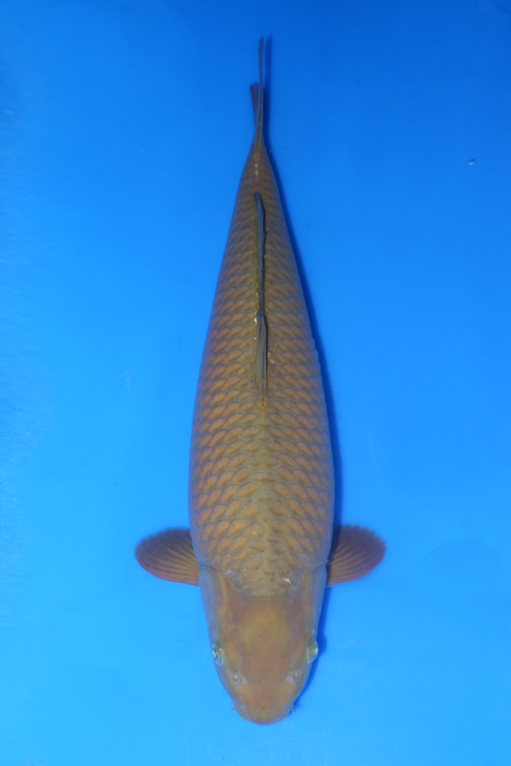 Juara 5