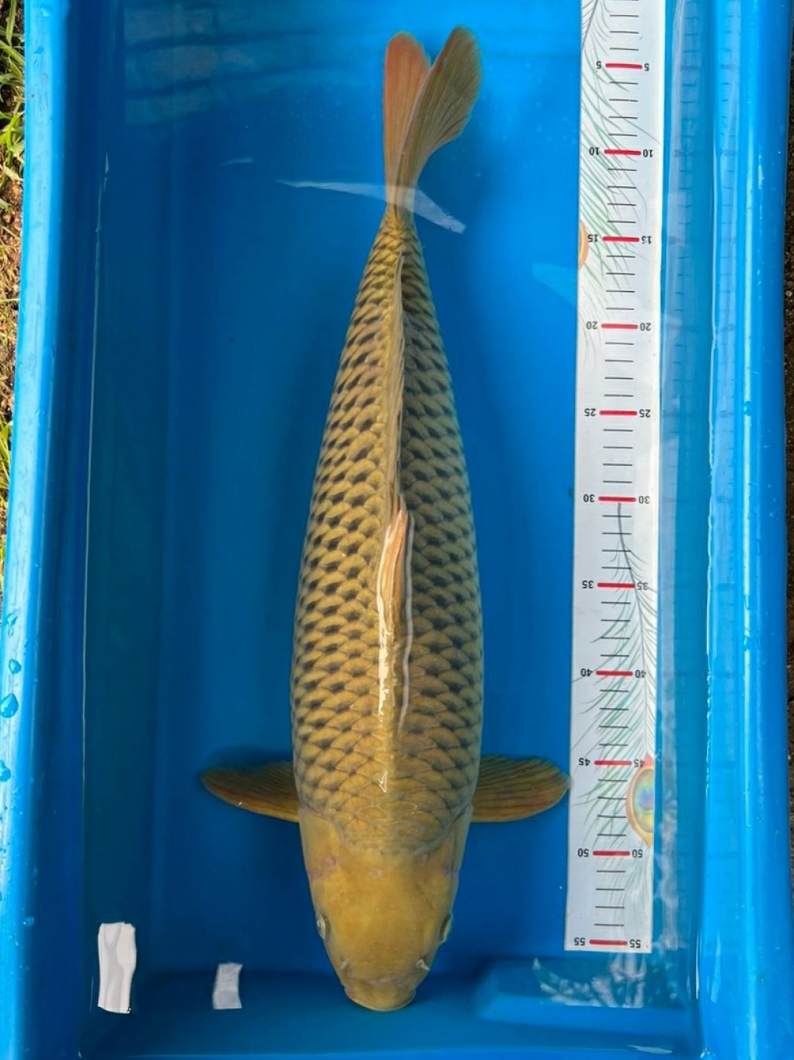 Juara 3