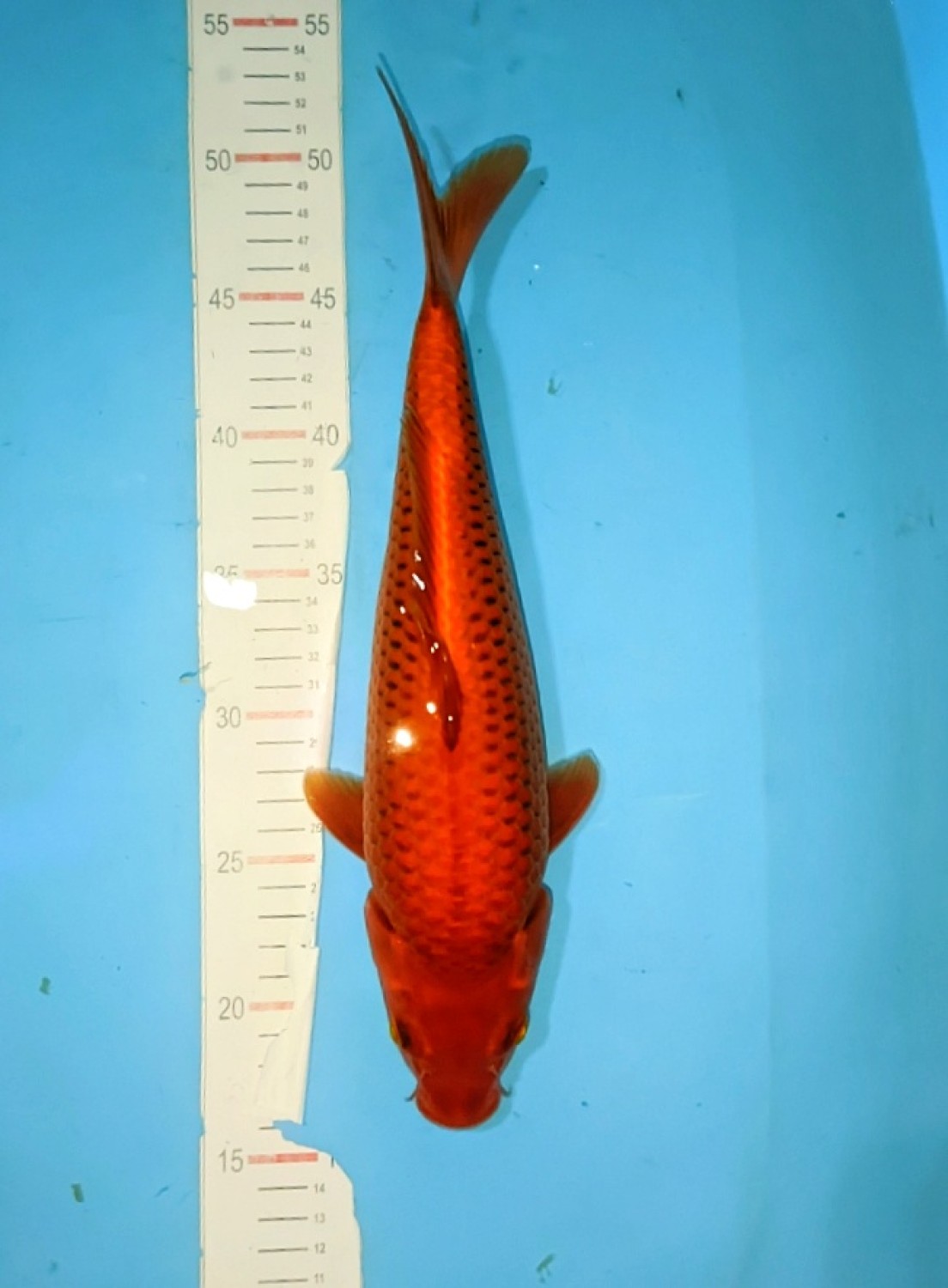 Juara 1