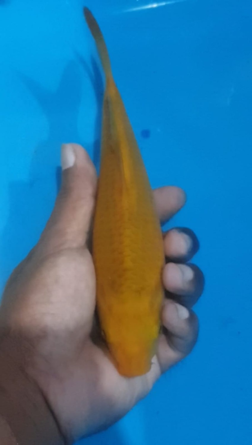 Juara 1