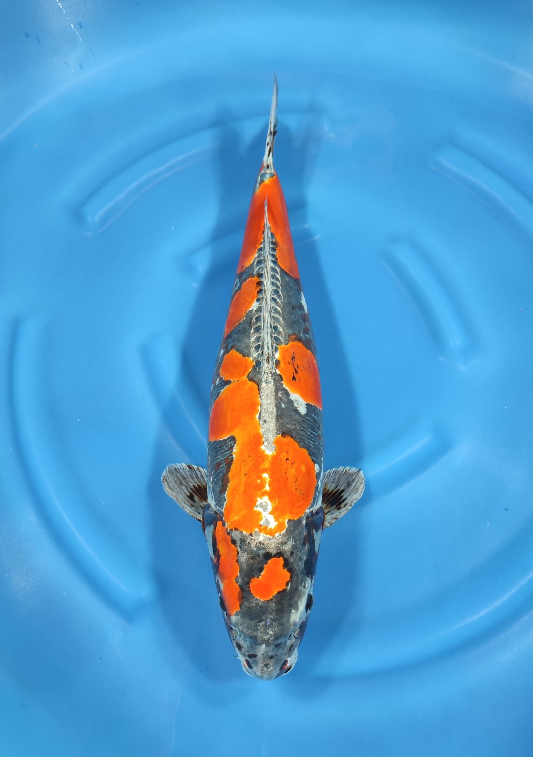 Juara 1