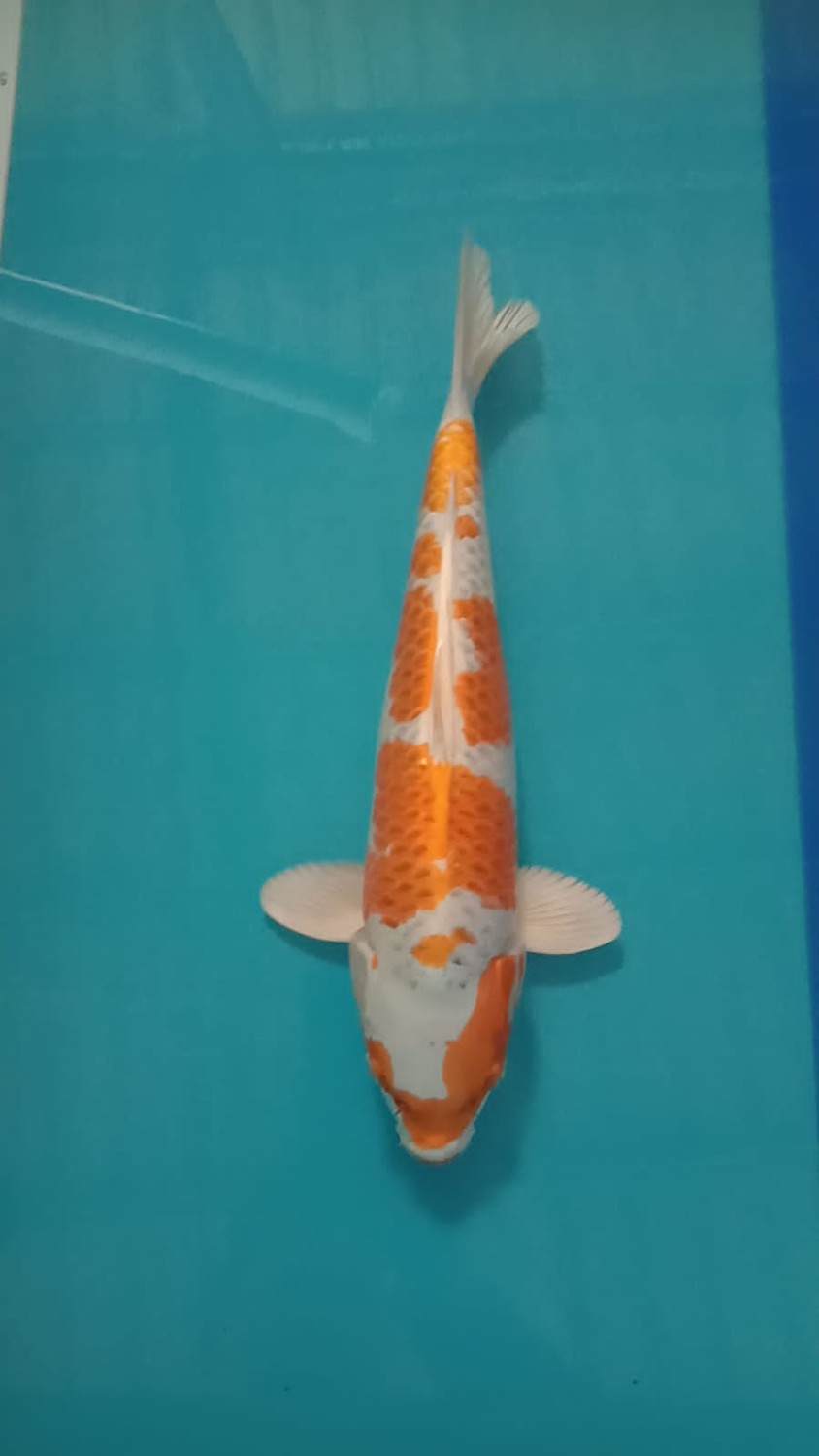 Juara 1
