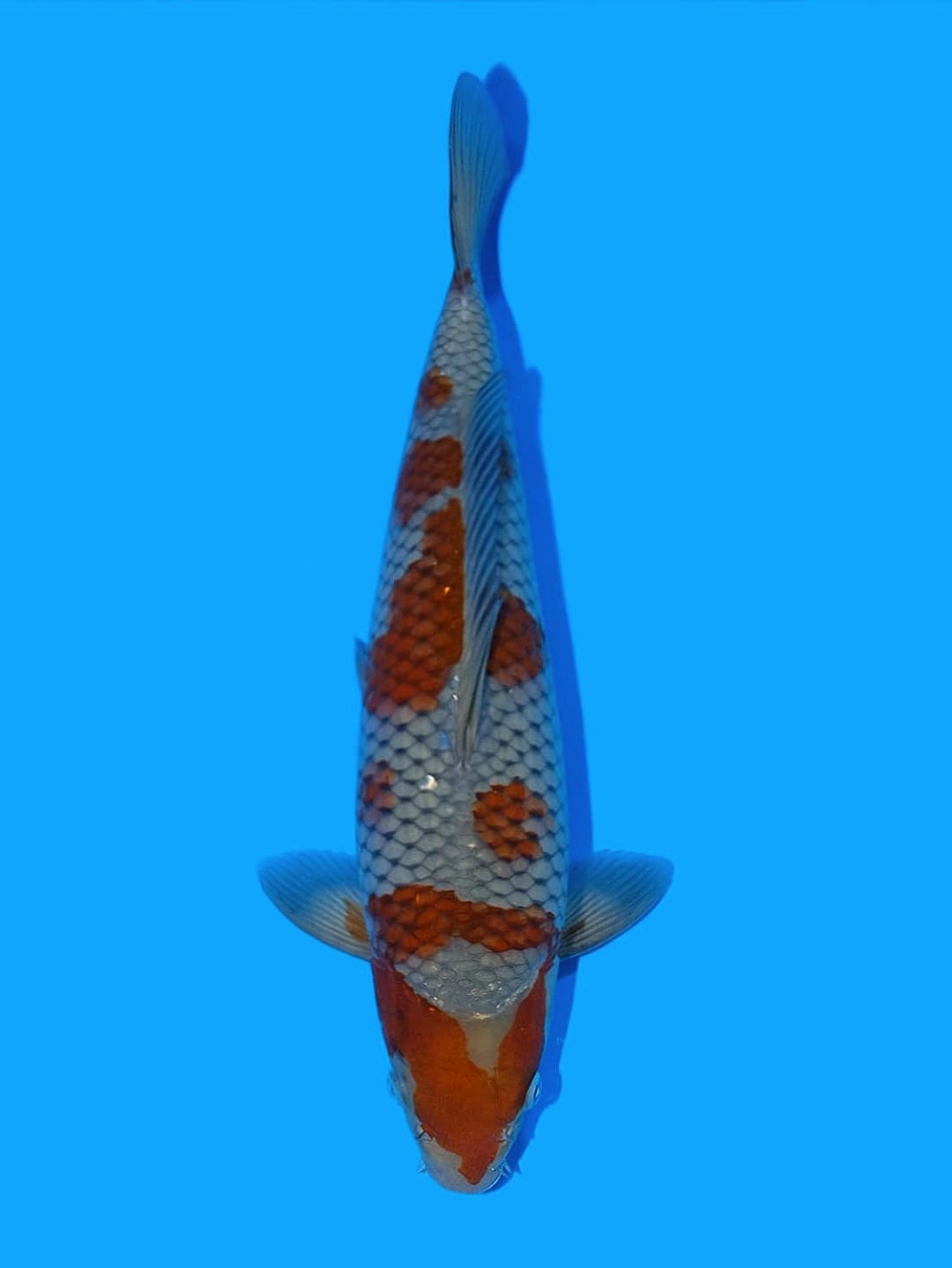 Juara 2