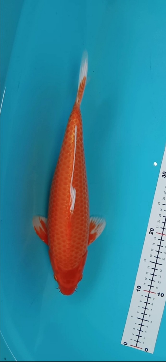 Juara 2