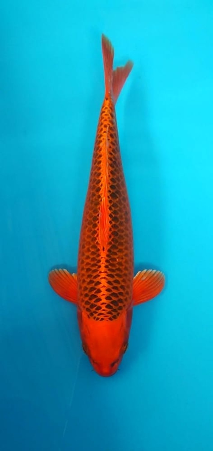 Juara 1