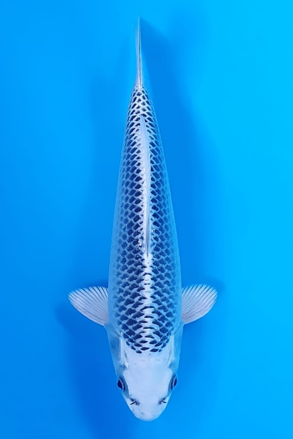Best In Size E 21 - 25 cm