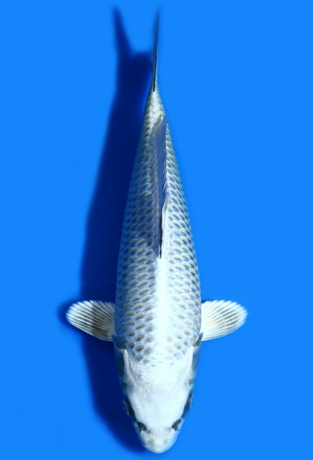 Juara 2