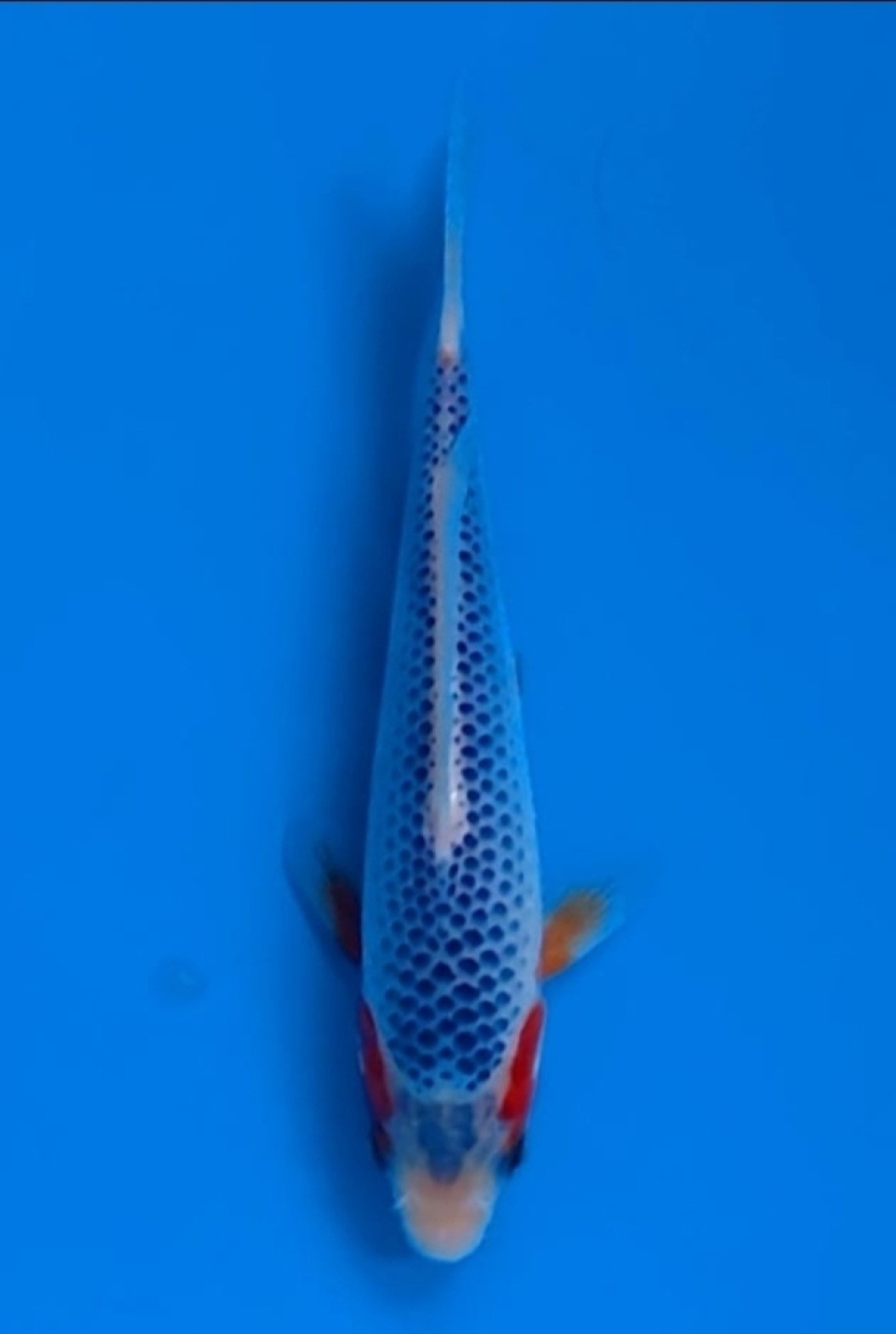 Juara 1
