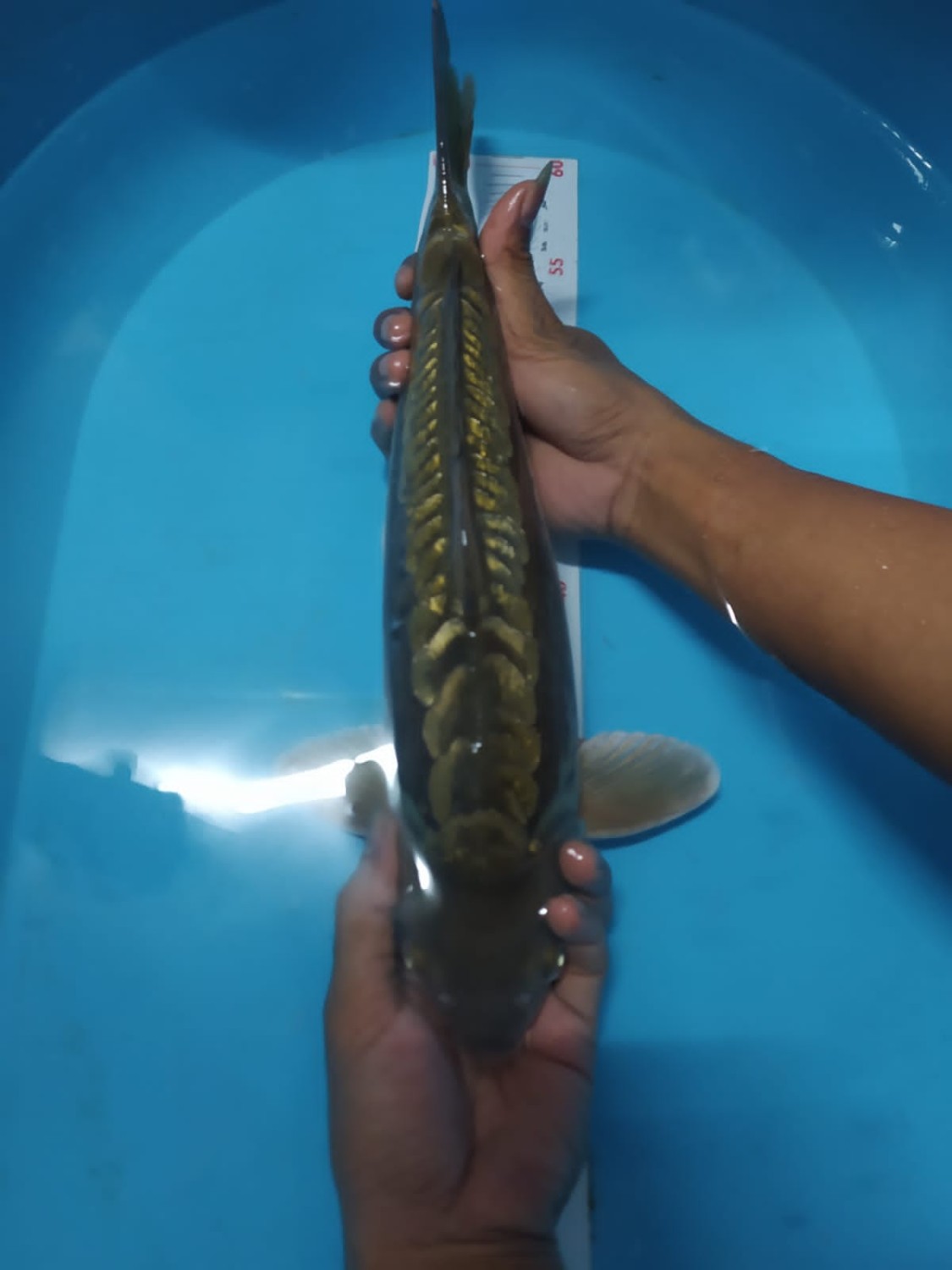 Juara 2