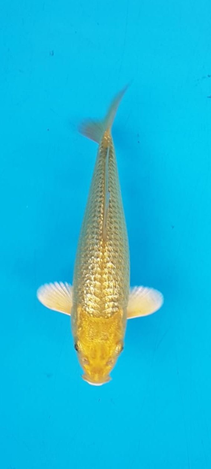 Juara 2