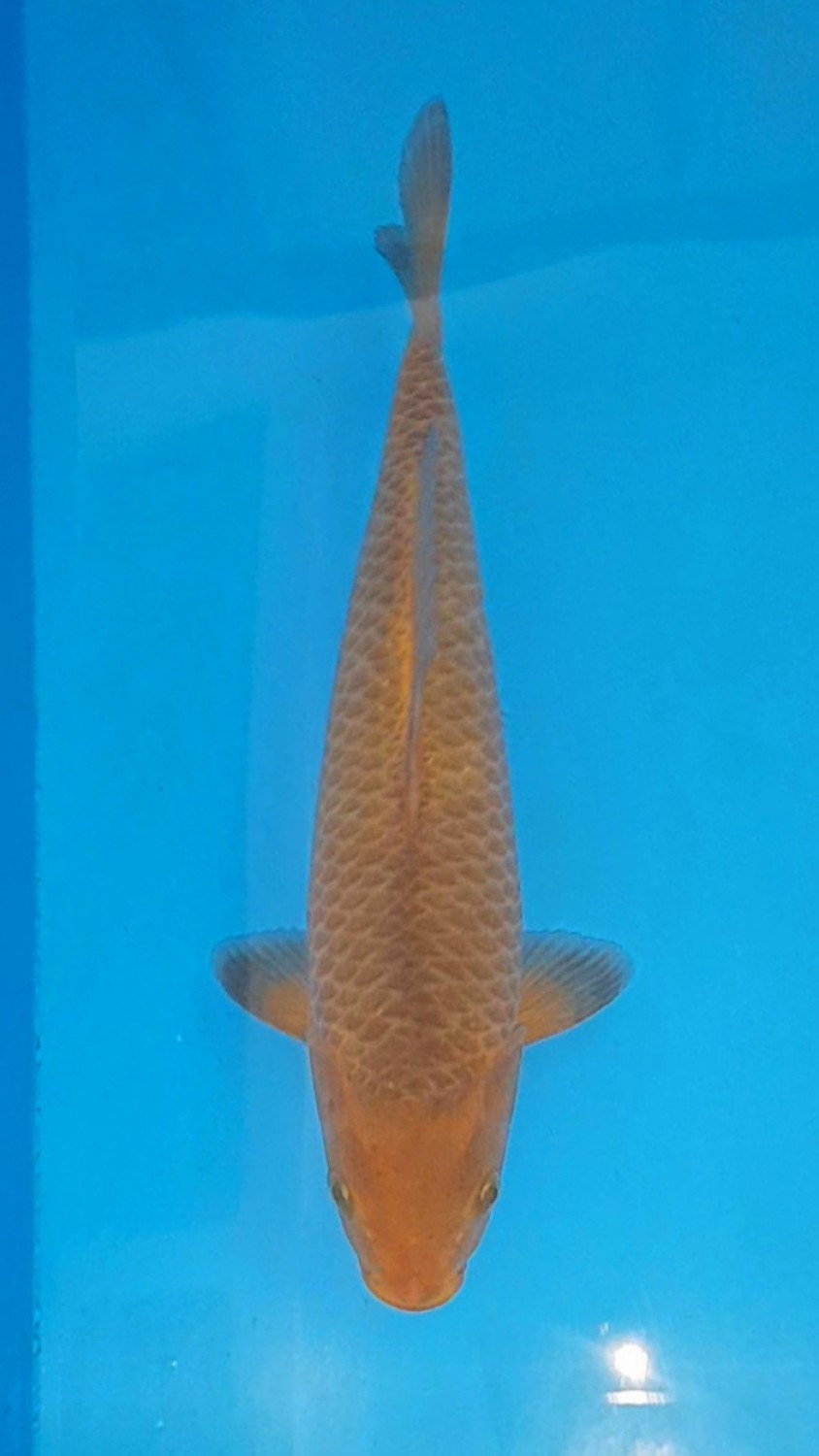 Juara 2