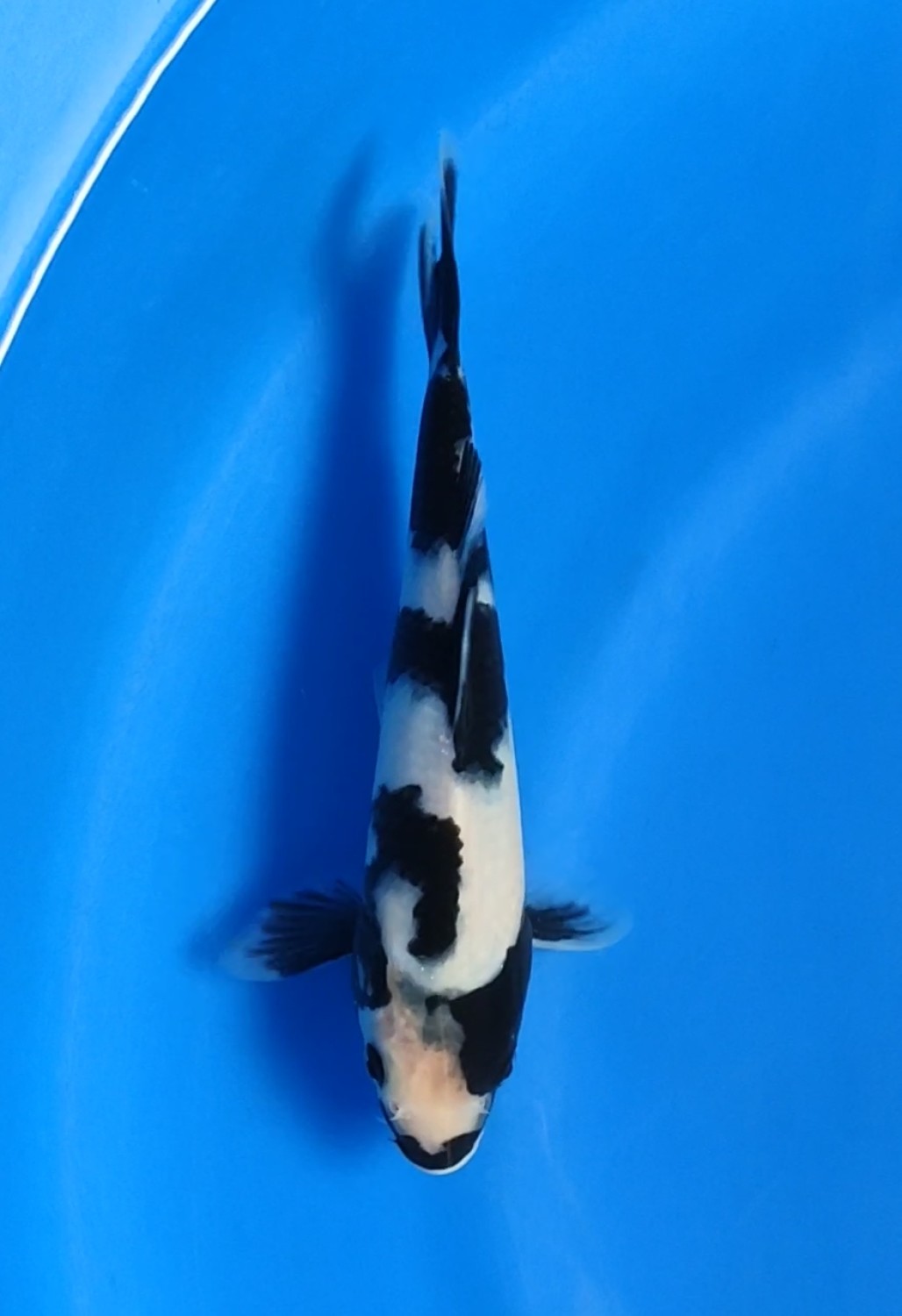 Juara 2