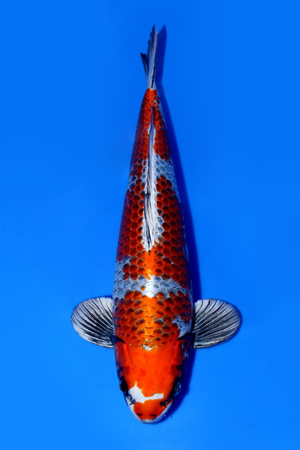Juara 1