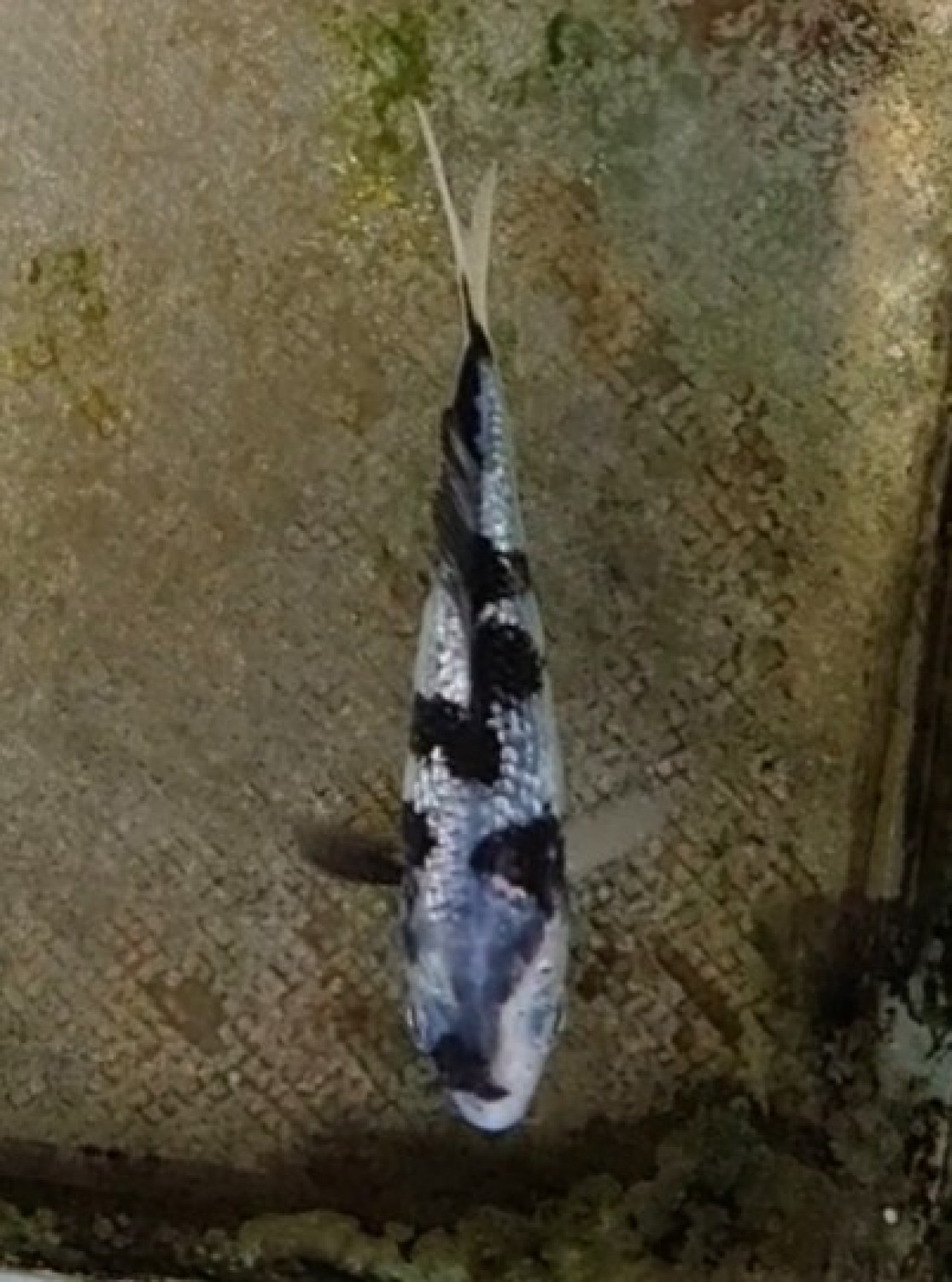Juara 1