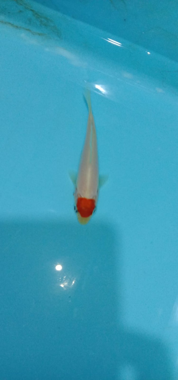 Juara 3