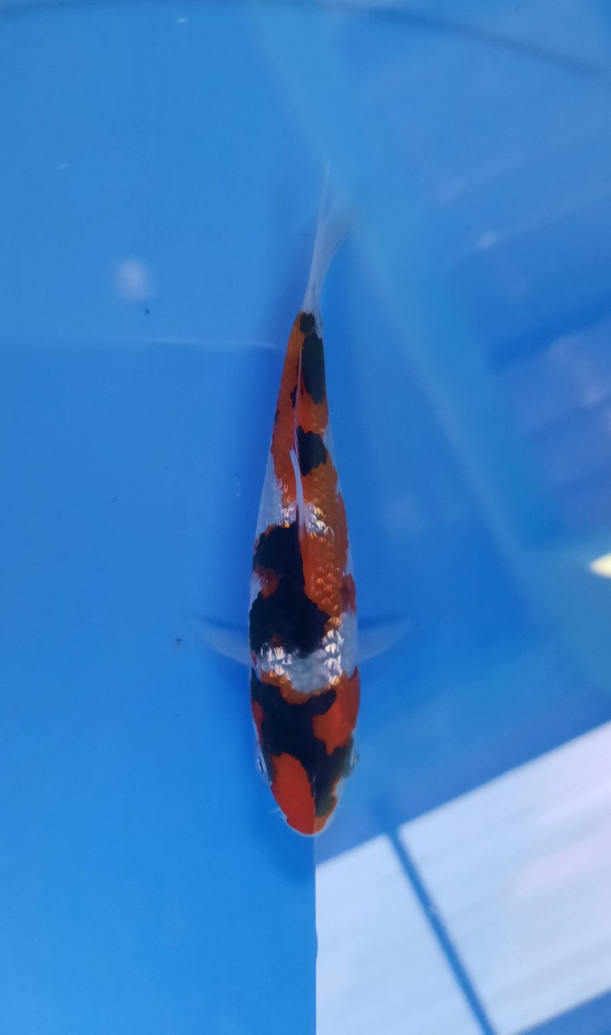 Juara 4