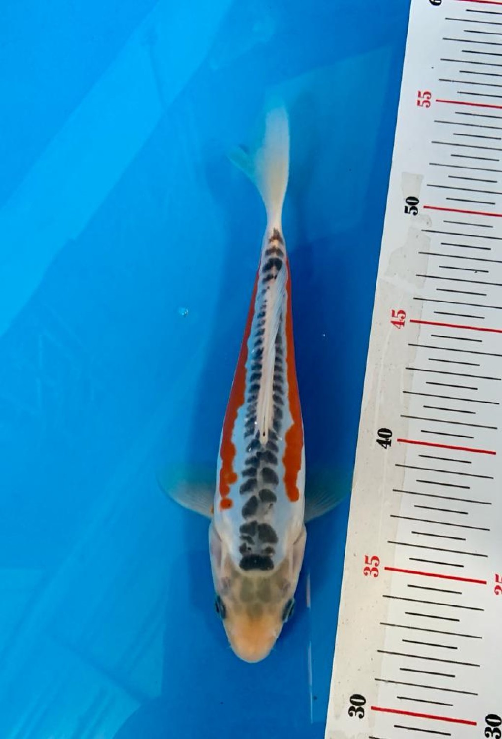 Best In Size D 16 - 20 cm