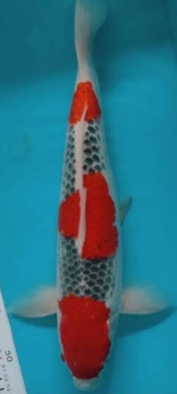 Juara 1