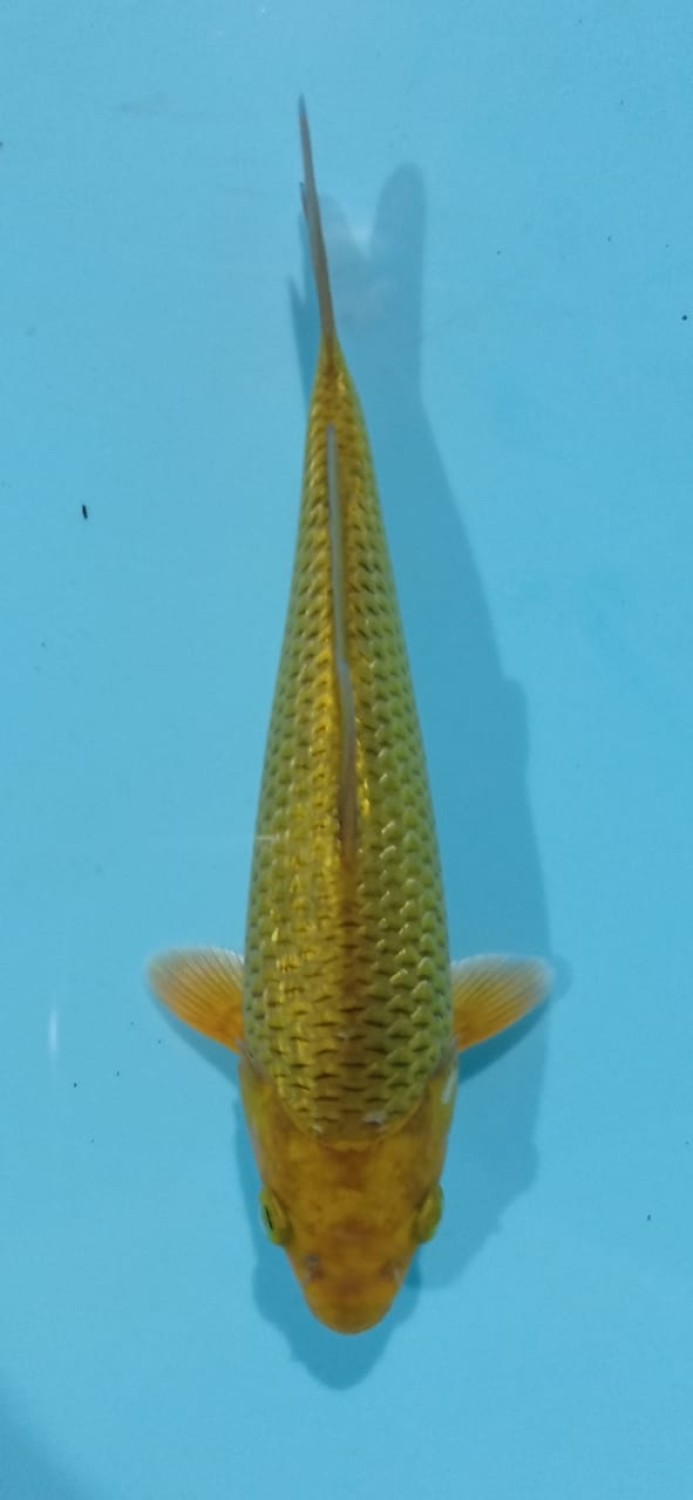 Juara 5