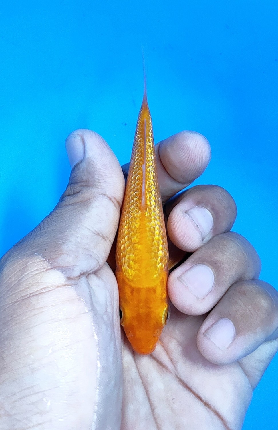 Juara 3