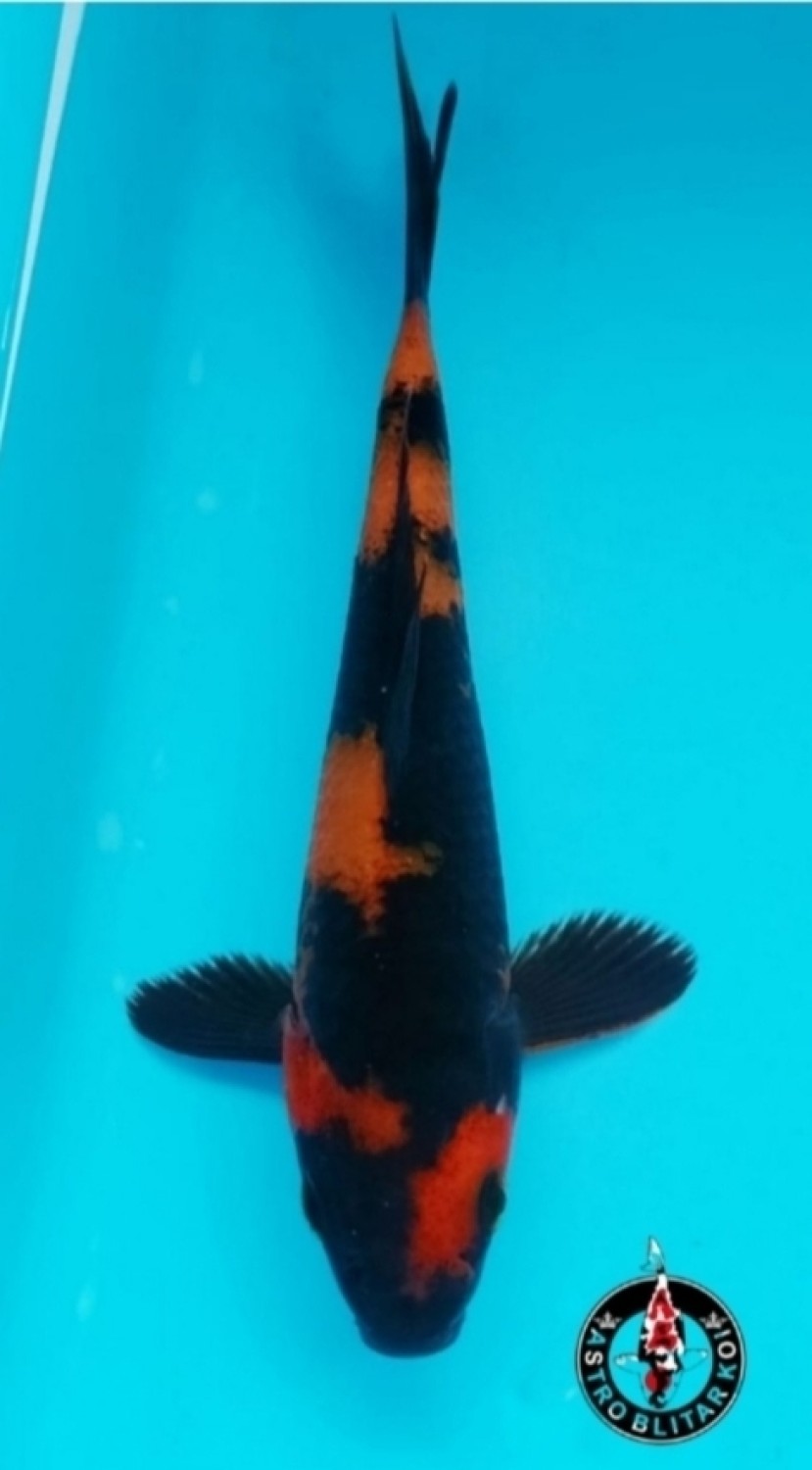 Best In Size D 21 - 25 cm
