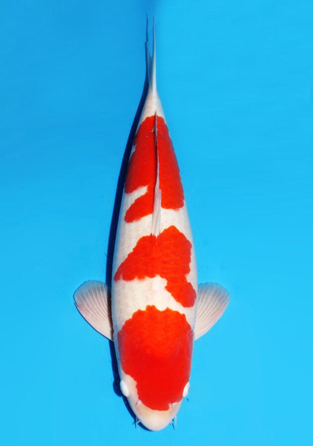 Juara 2