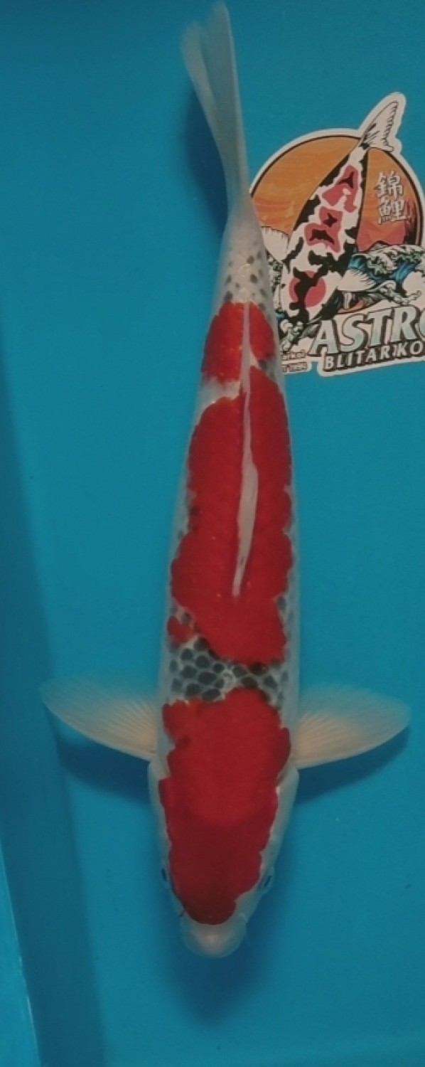 Juara 1