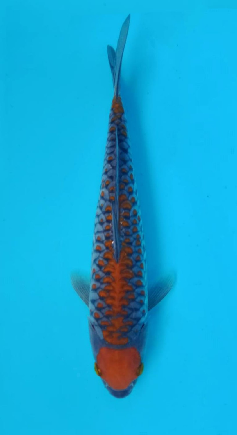 Juara 1