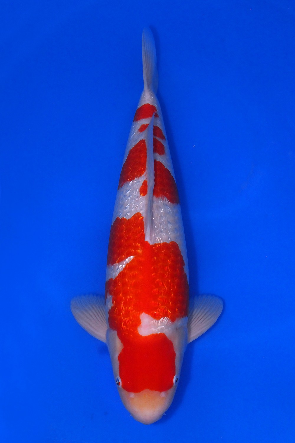 Best In Size B 56 - 60 cm