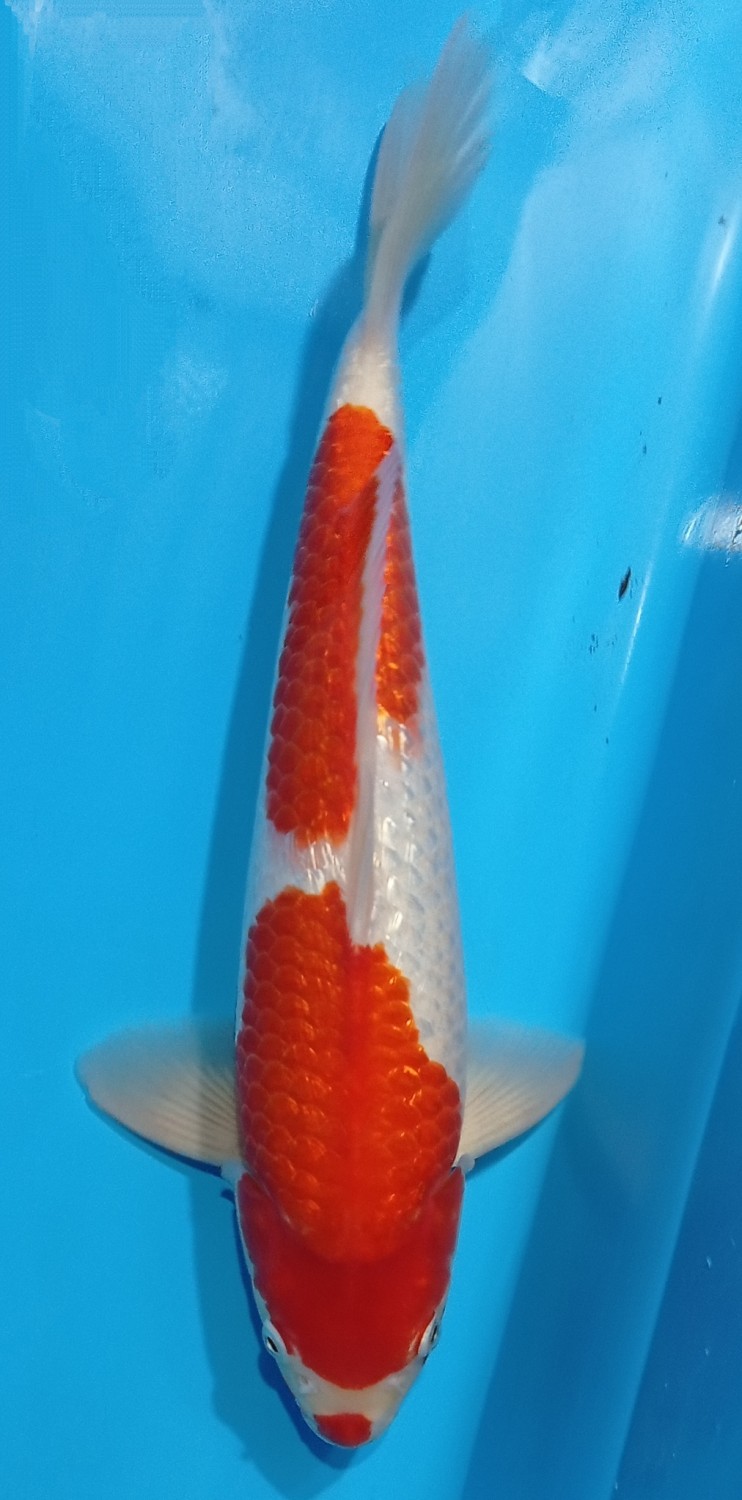 Juara 2