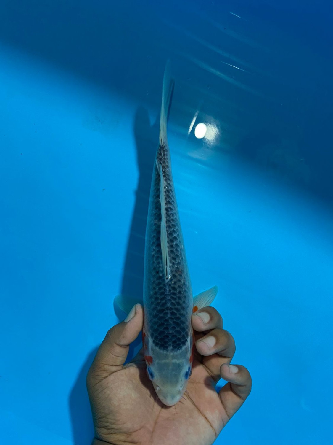 Juara 5