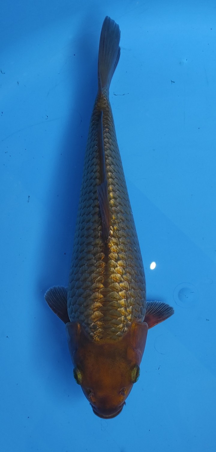 Juara 1