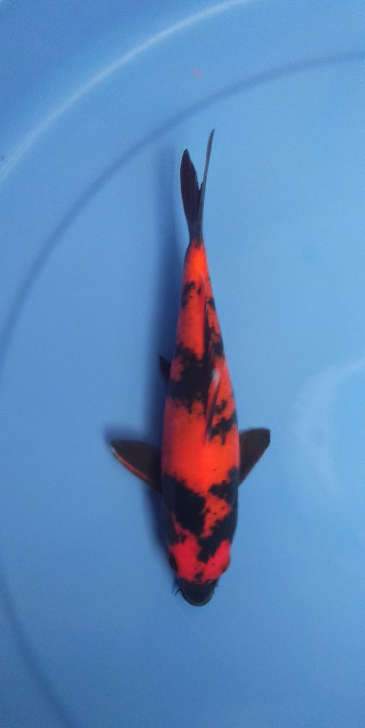 Juara 4