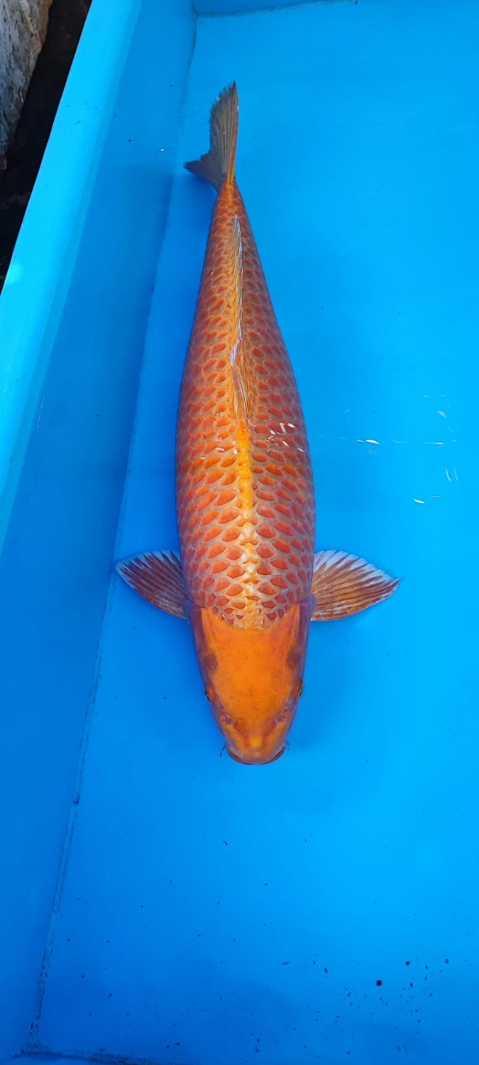 Juara 1