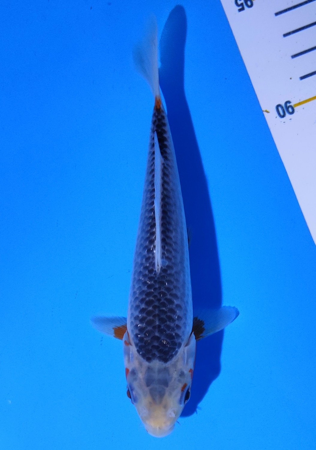 Juara 1