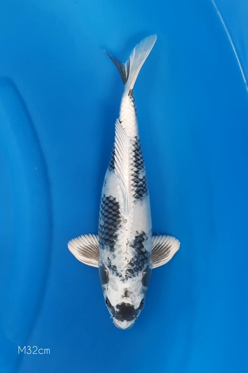 Juara 1