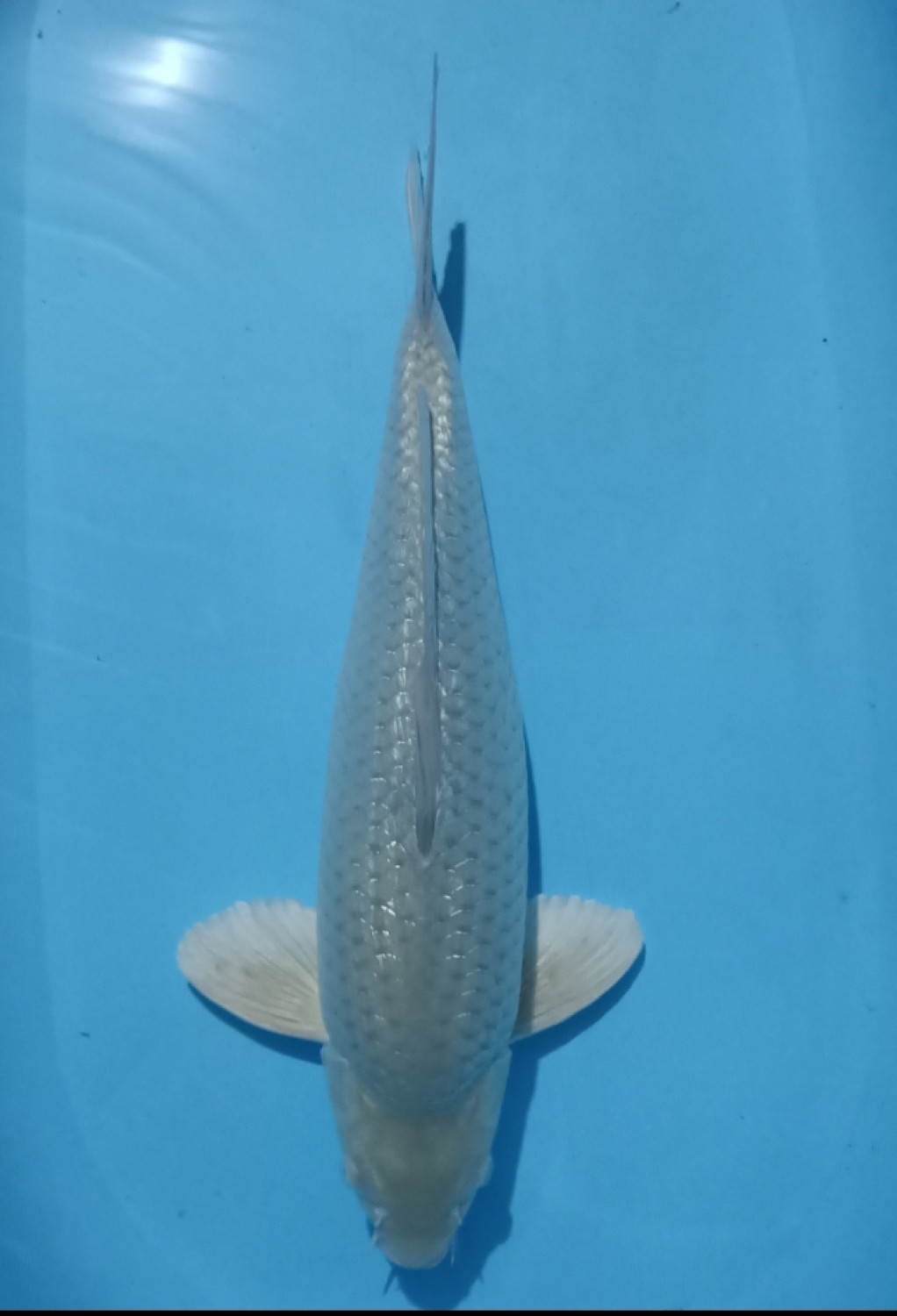 Juara 1