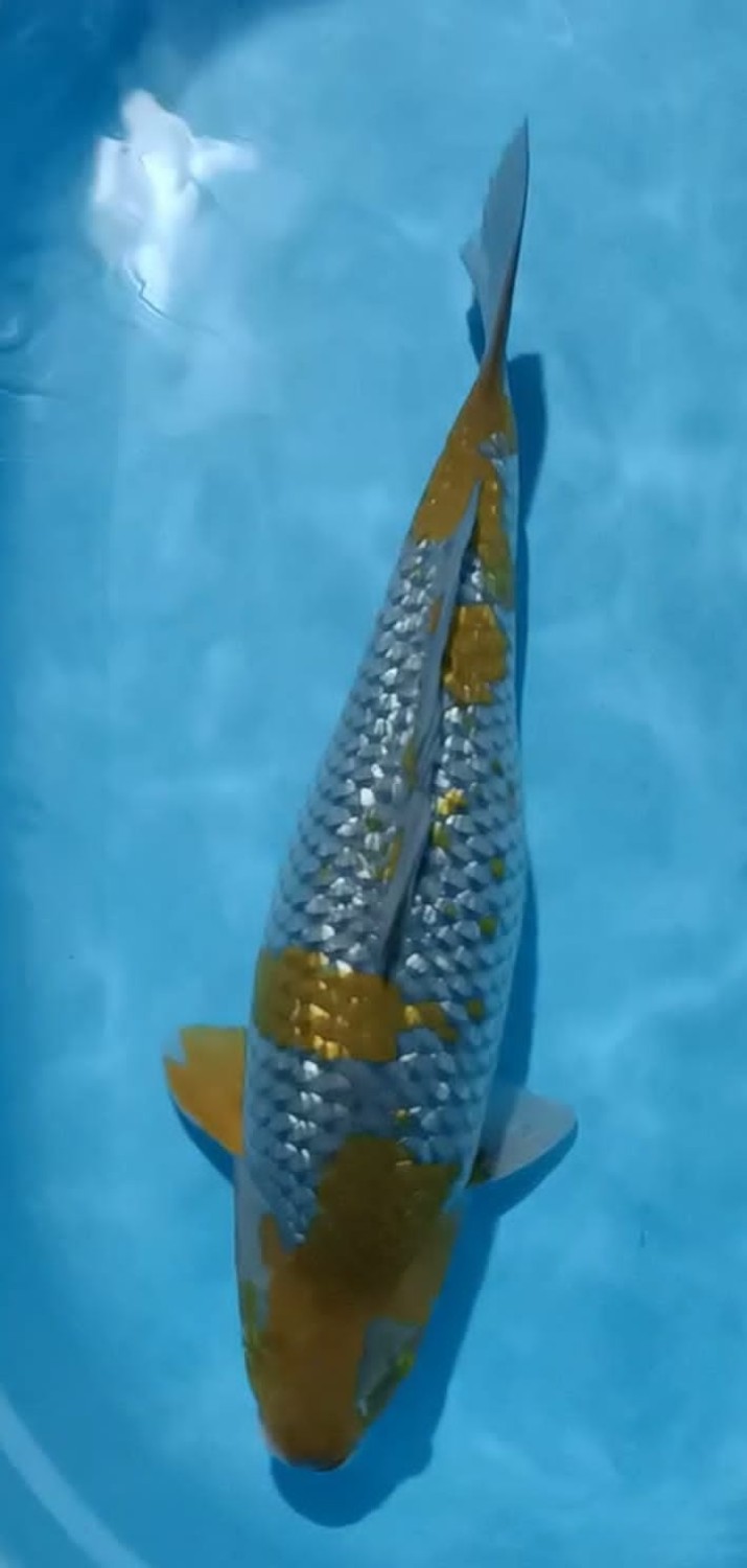 Juara 2