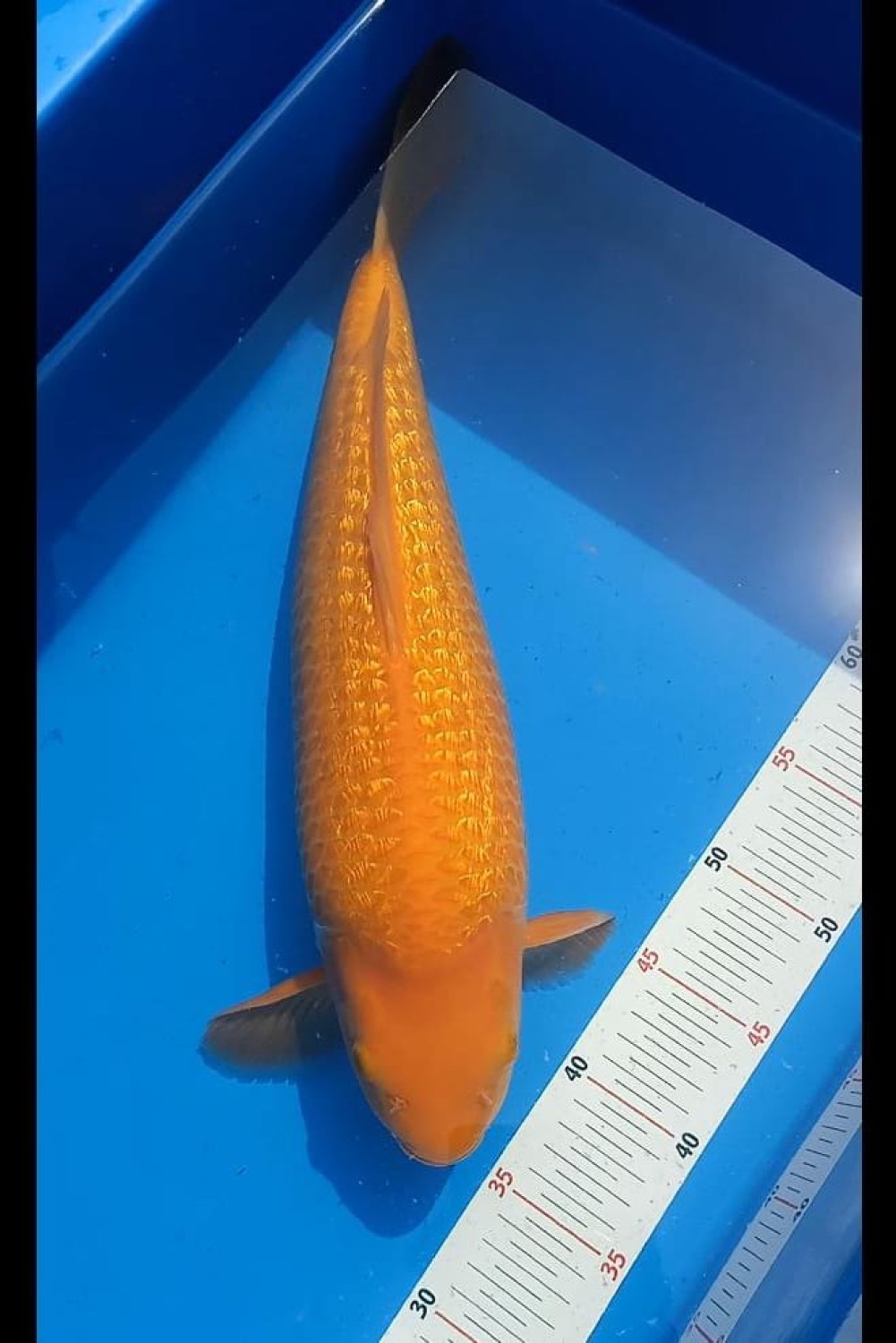 Best In Size E 41 - 45 cm