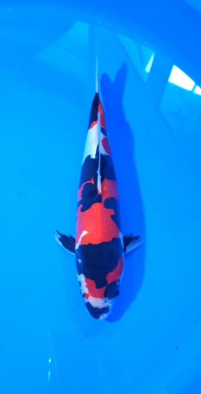 Juara 2