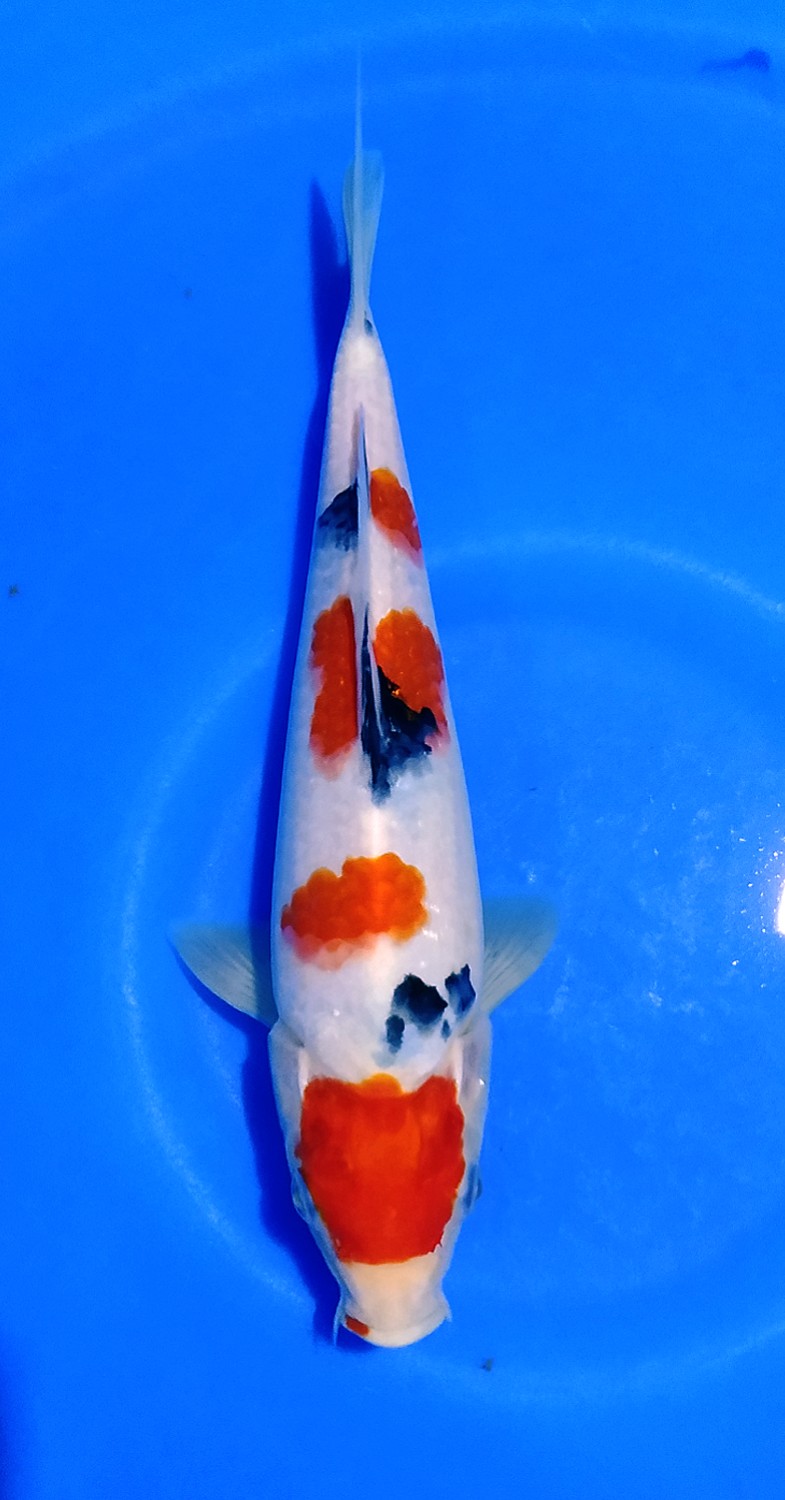 Juara 1