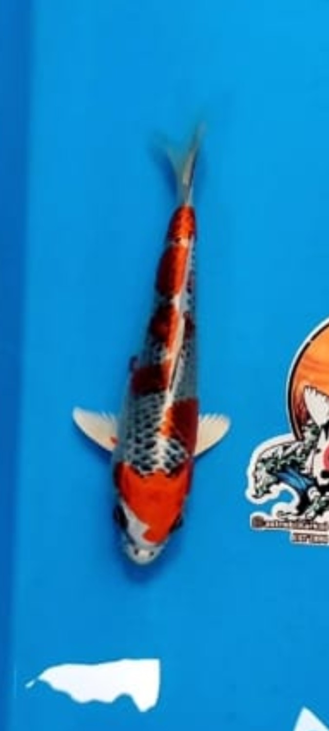 Juara 3