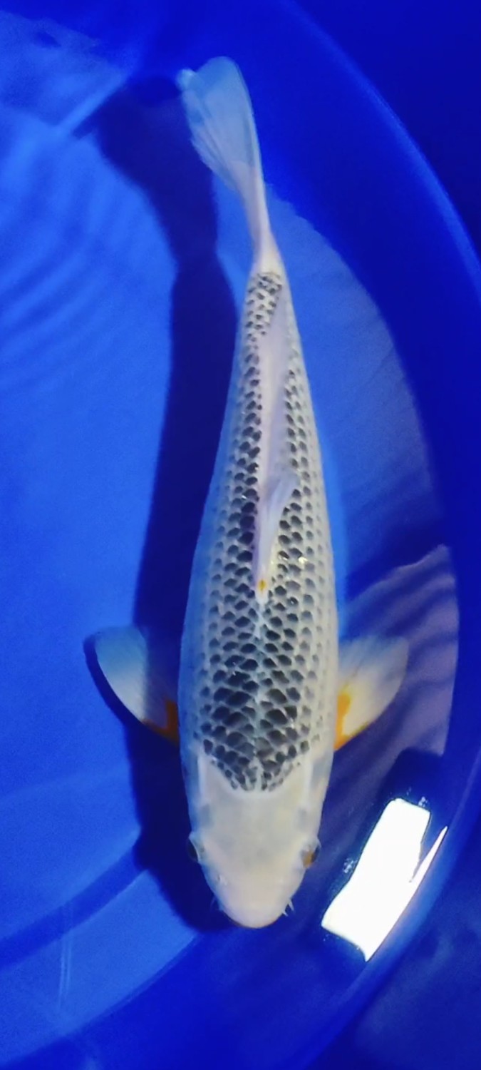 Juara 2