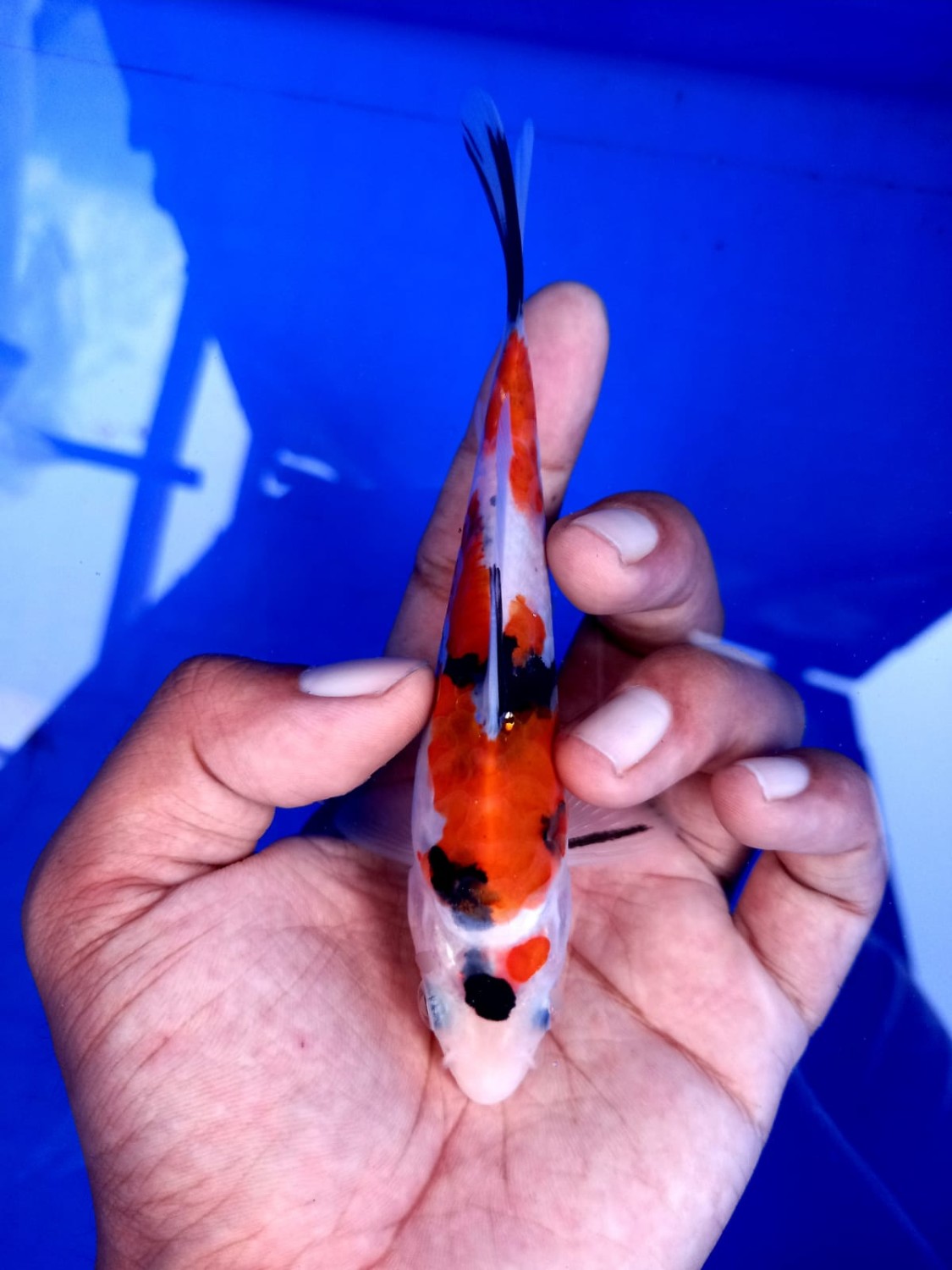 Juara 2