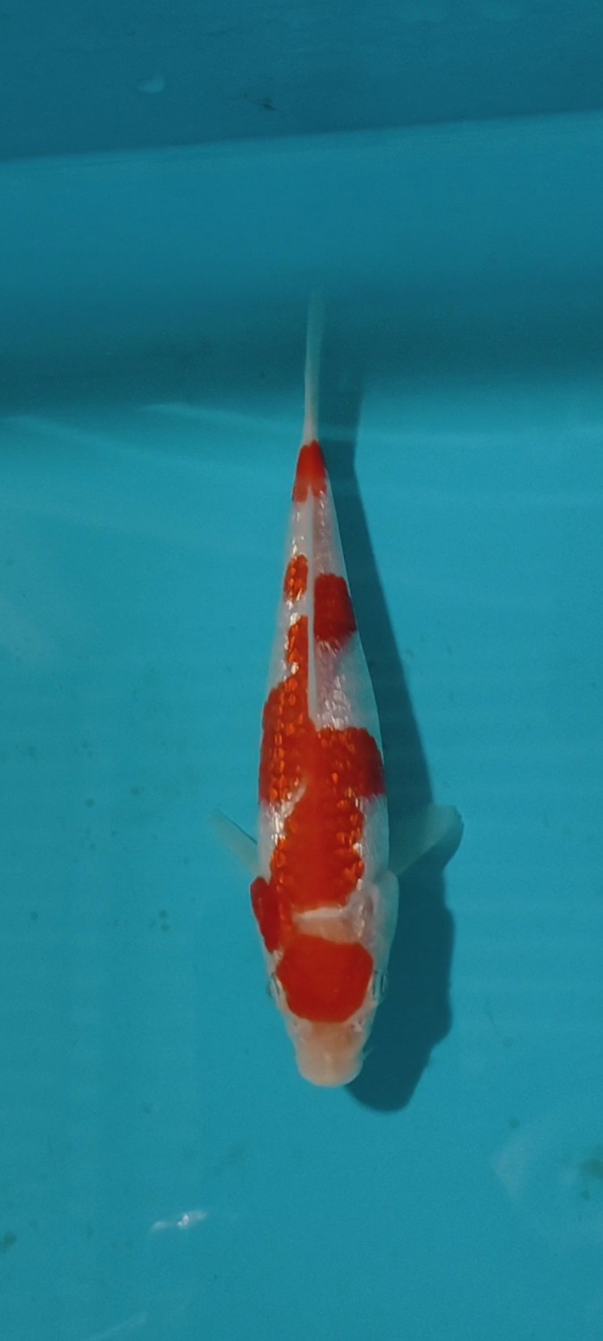 Juara 5