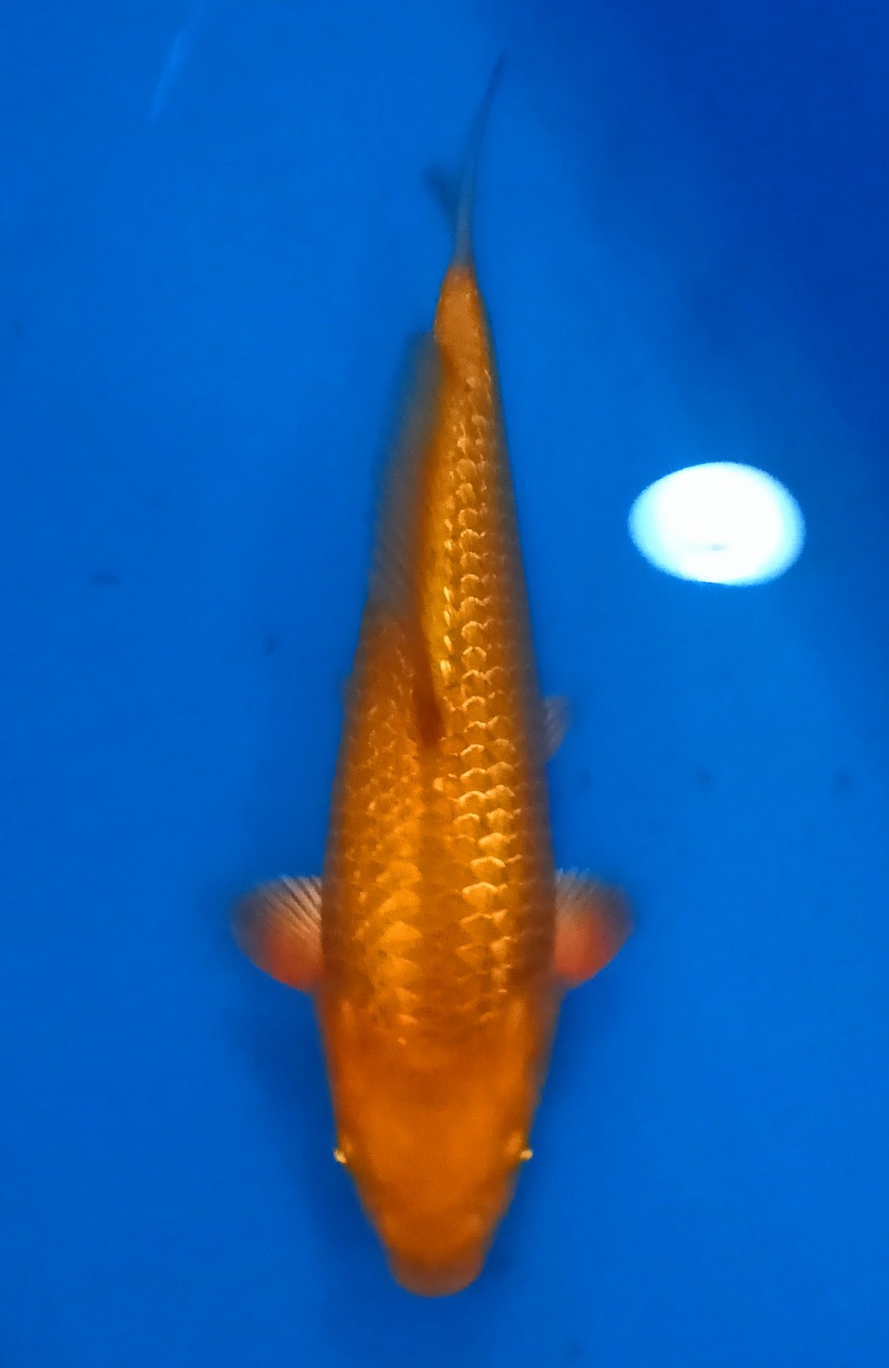 Juara 1