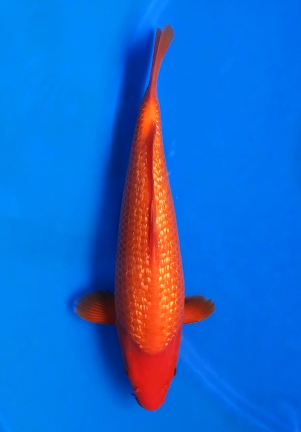 Juara 1