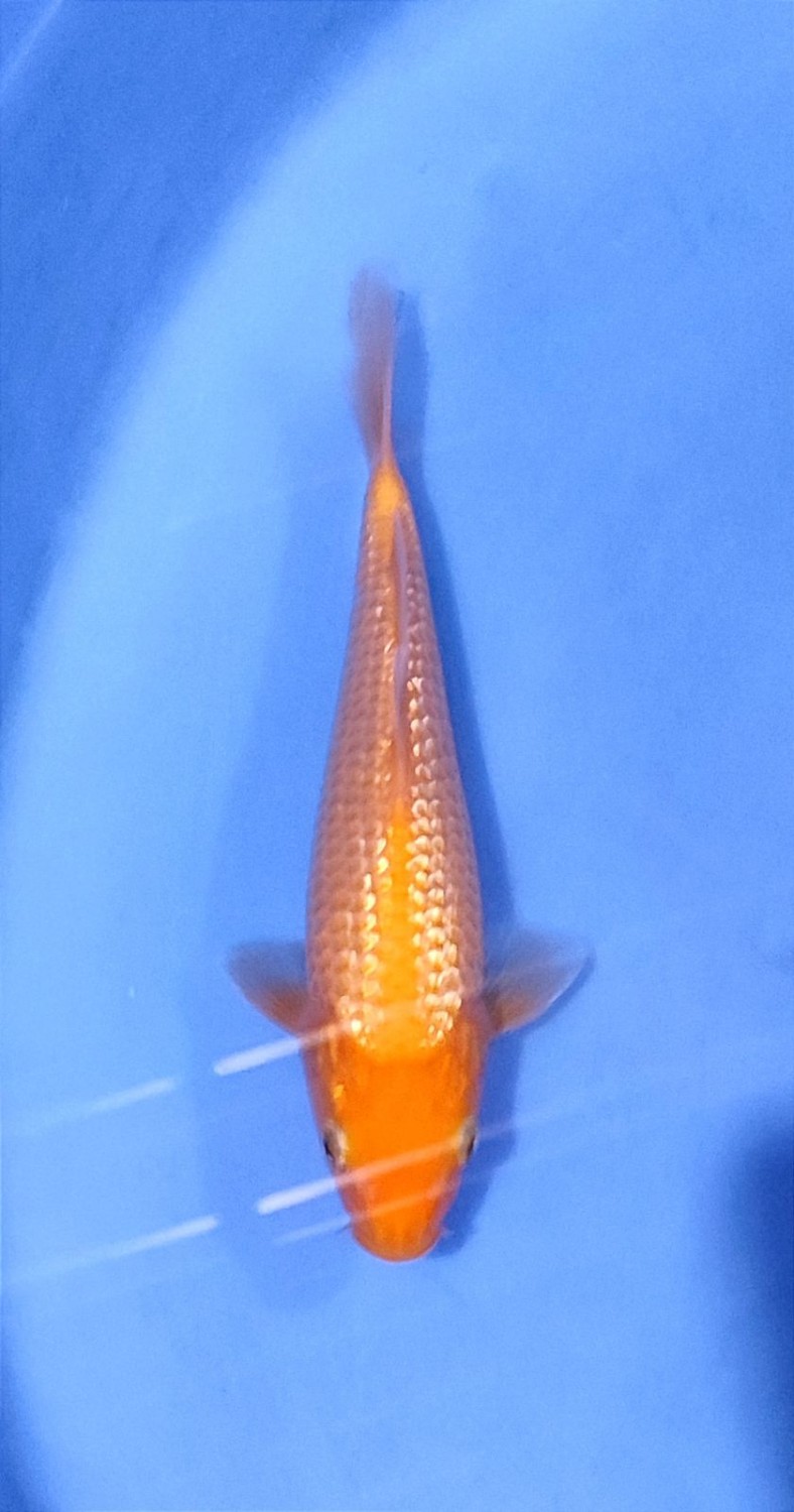 Best In Size E 16 - 20 cm